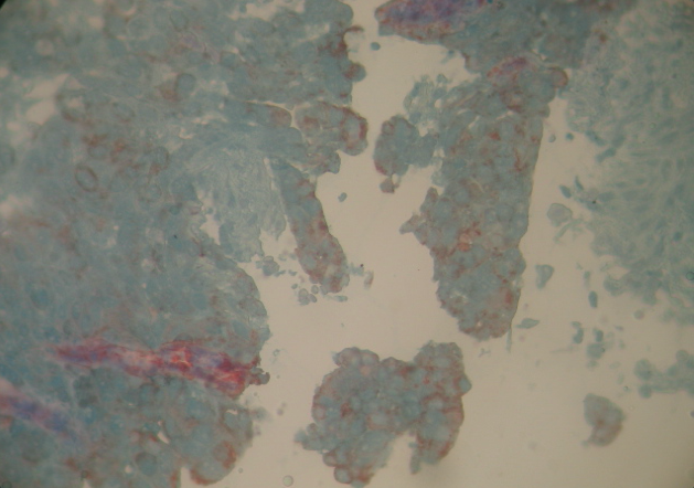Quiz Image