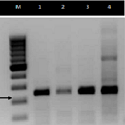 Article Thumbnail Image