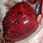 Article Thumbnail Image