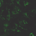 Article Thumbnail Image
